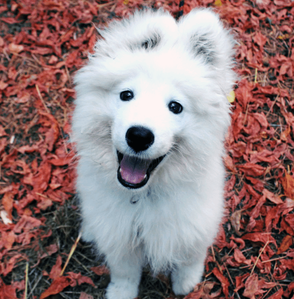 découvrez les meilleures méthodes pour éduquer votre chien blanc de manière efficace et bienveillante. apprenez des techniques adaptées à sa race et à sa personnalité pour renforcer votre complicité et assurer son bon comportement.