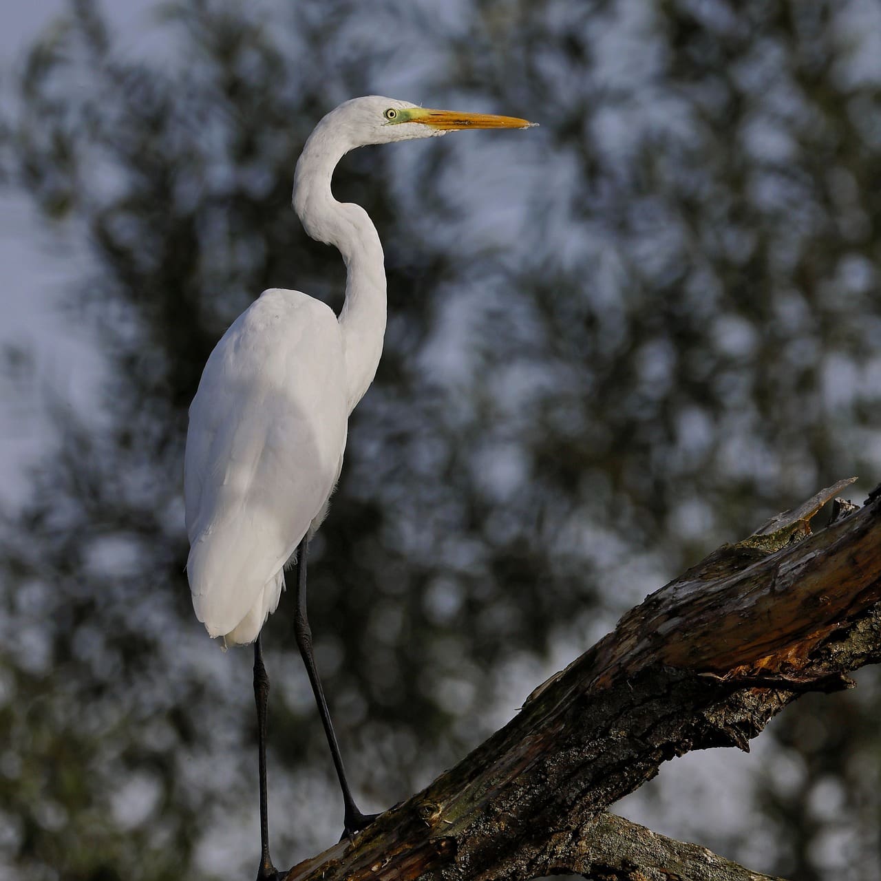 découvrez l'échassier blanc, un oiseau élégant à longues pattes reconnu pour sa silhouette gracieuse et son plumage immaculé. apprenez-en plus sur son habitat, son mode de vie et ses particularités fascinantes.