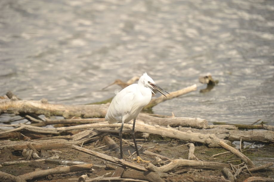 découvrez tout sur l'échassier blanc : habitat, alimentation, comportements et curiosités sur cet oiseau élégant des zones humides.