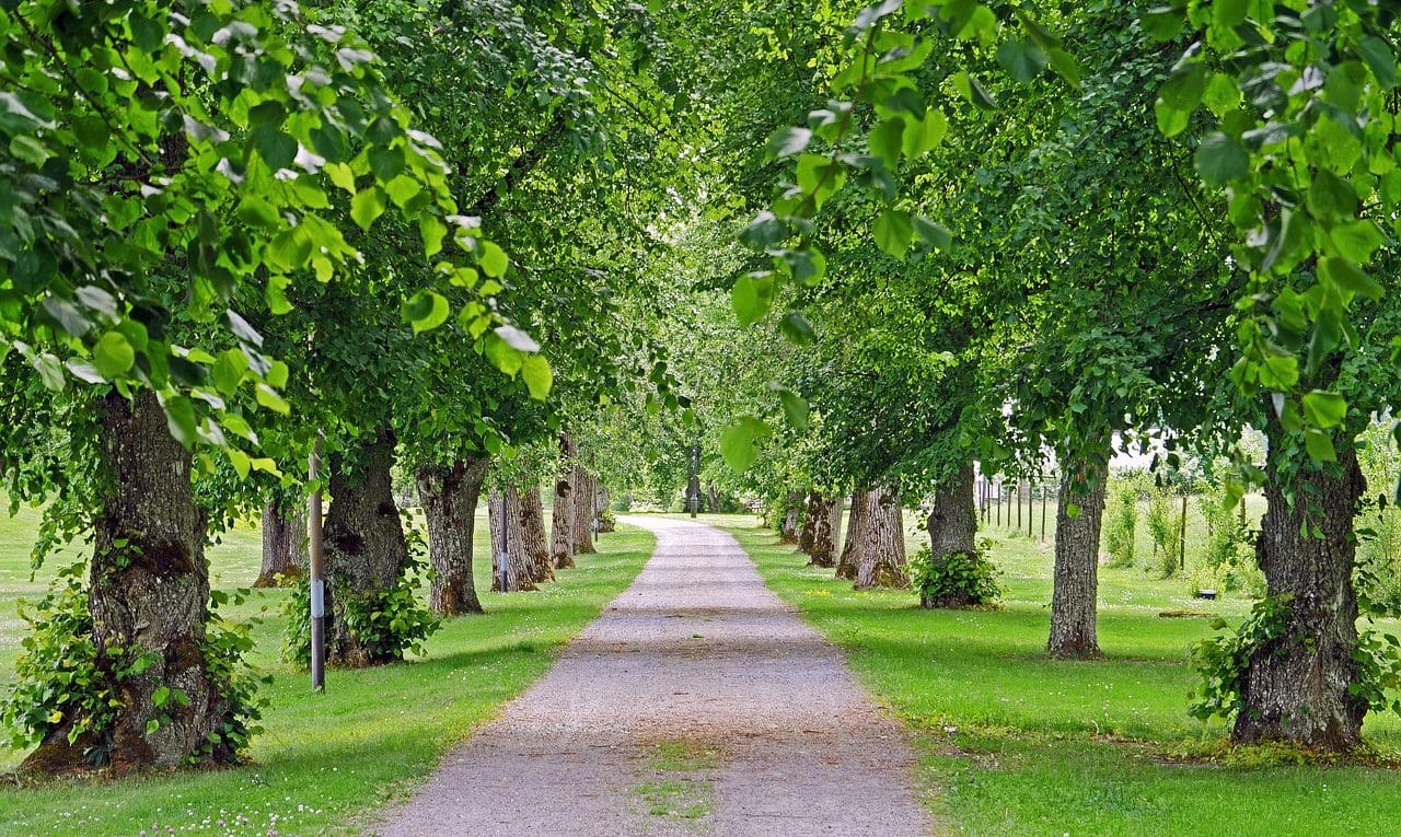 découvrez vos droits concernant les arbres situés à la limite de votre terrain et les règles d'ombre qu'ils peuvent engendrer. informez-vous sur les distances à respecter et les obligations légales.