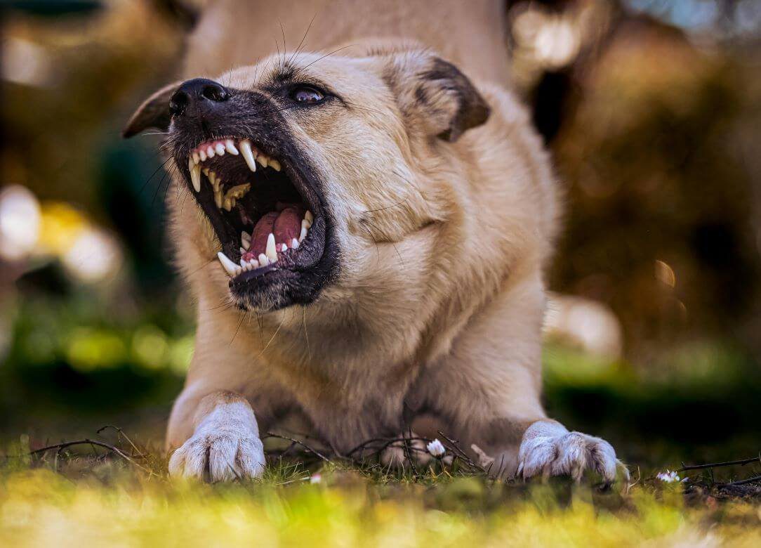 Mon voisin a un chien agressif : quelles solutions pour rétablir la tranquillité ?