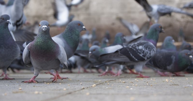 Quand la gourmandise des pigeons attire les rats : comprendre la responsabilité dans notre voisinage